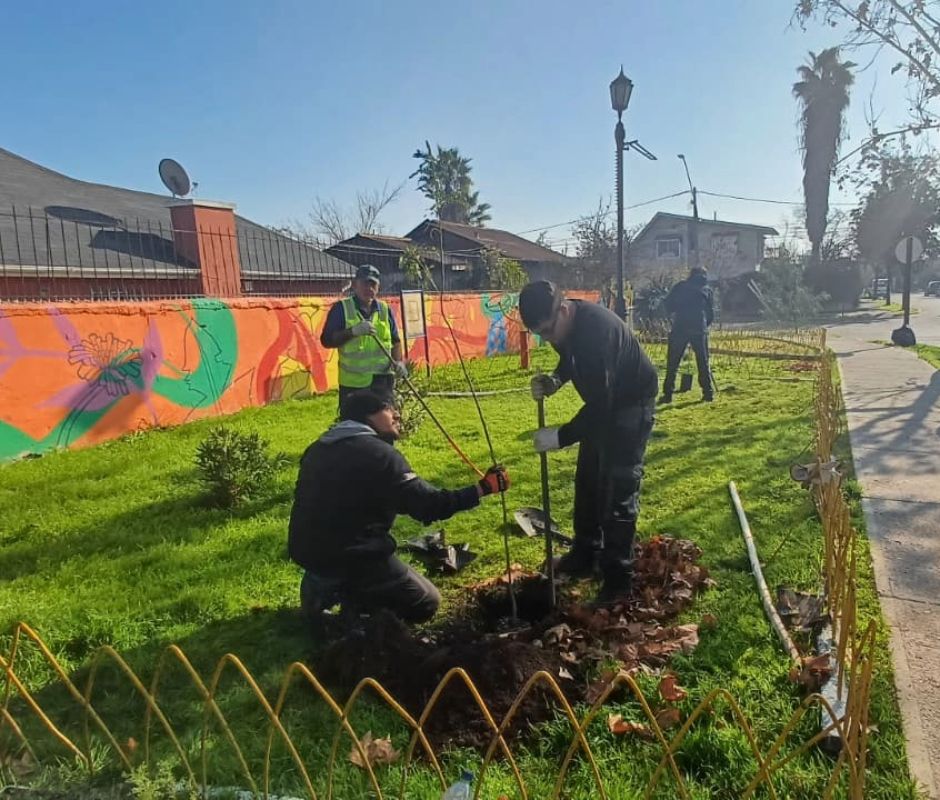 La Cisterna avanza en arborización y cuidado de áreas verdes