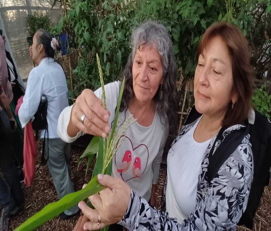 Comunidad Cisternina se une en taller Práctico de recolección de semillas Urbanas y Nativas