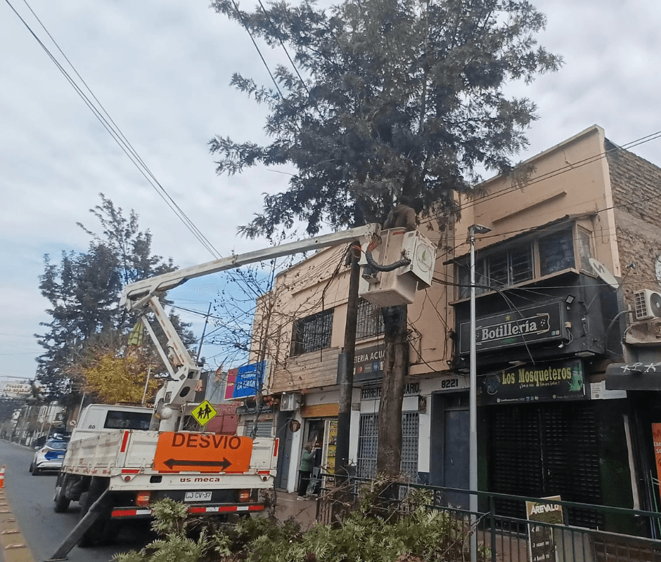 Despeje de luminarias y cuidado del arbolado: La Cisterna avanza en seguridad y sustentabilidad