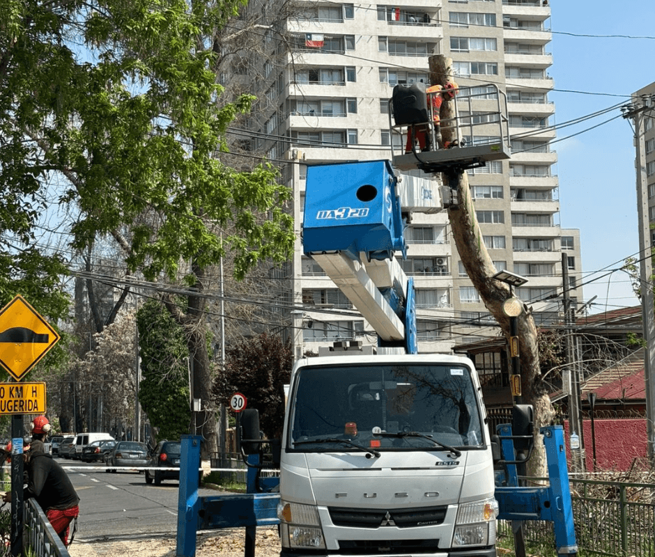 Mantención de arbolado en altura y de palmeras