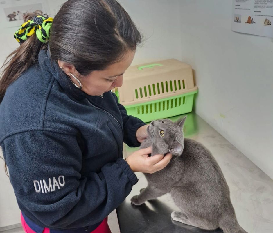 Con sus vacunas al día y esterilización: ¡Así comienza la tenencia responsable de mascotas en La Cisterna!