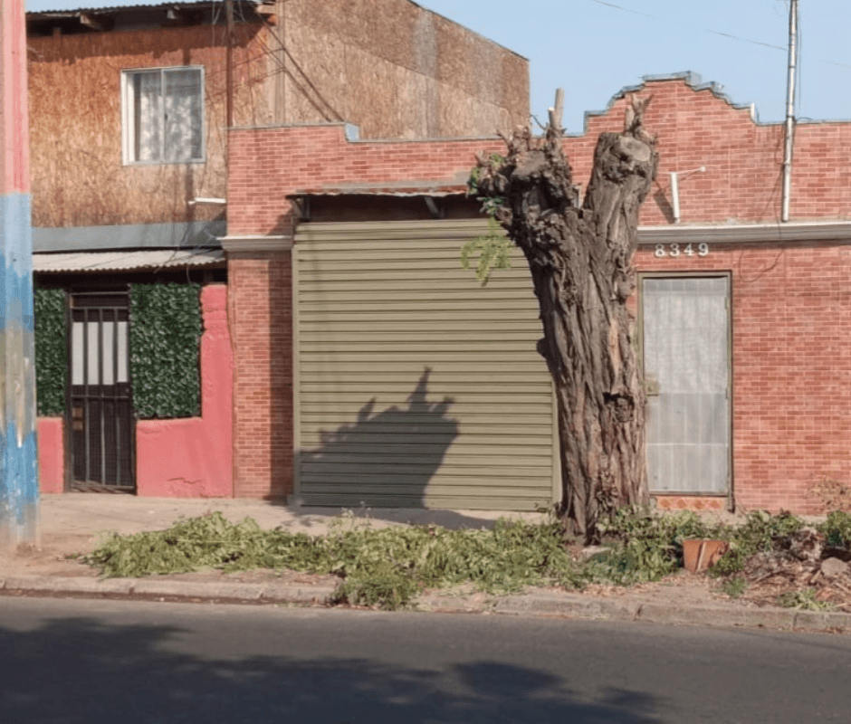Evitemos la mutilación de árboles en la comuna