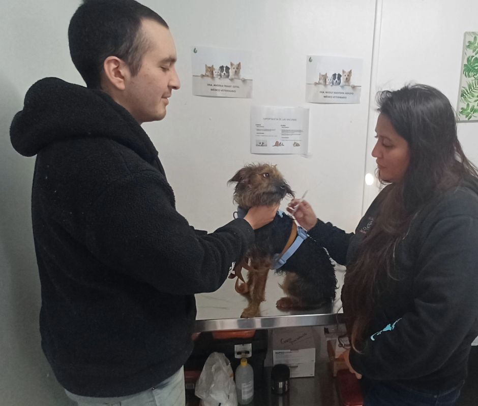 Mascotas de La Cisterna ya cuentan con microchip y Registro Nacional